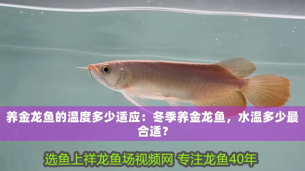 養金龍魚的溫度多少適應：冬季養金龍魚，水溫多少最合適？