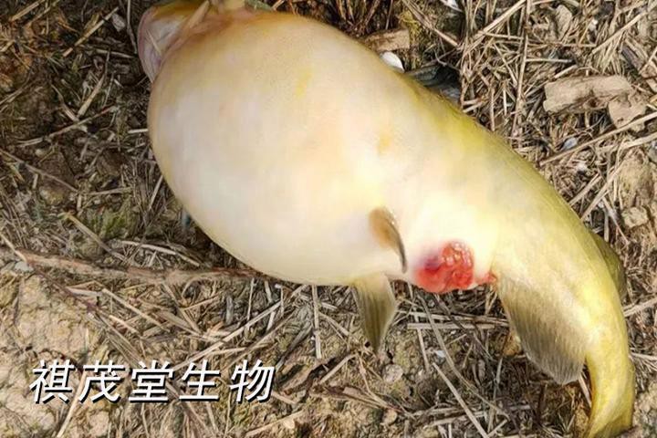 恐龍魚腹水有哪些癥狀？ 恐龍魚腹水有哪些癥狀？ 龍魚百科 第4張