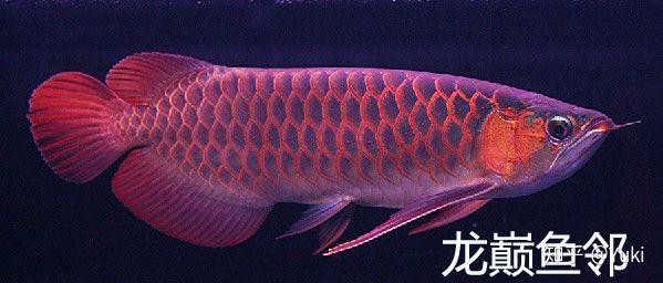 紅龍魚多久能發色