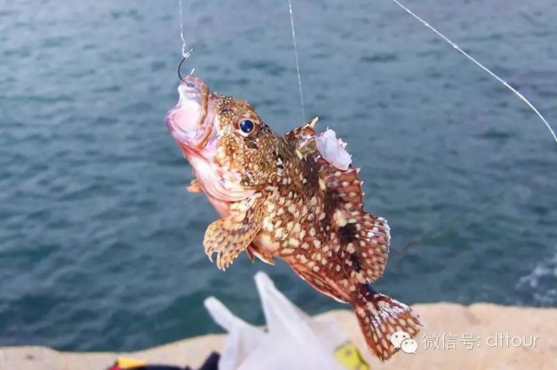閩南叫虎魚的什么魚