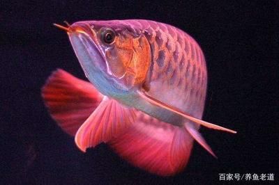 龍魚蒙眼病最快的辦法有哪些：龍魚蒙眼病的早期癥狀，龍魚白點(diǎn)病的預(yù)防措施