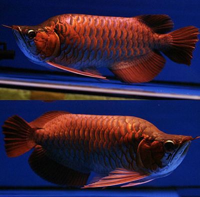 福龍魚是什么品種的 福龍魚是什么品種的 龍魚百科 第3張