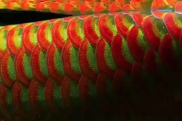 龍魚色彩變化的科學原理：關于龍魚的色彩變化的詳細科學原理