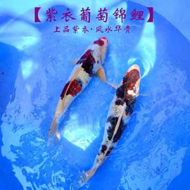 萬龍魚是什么魚圖片大全視頻