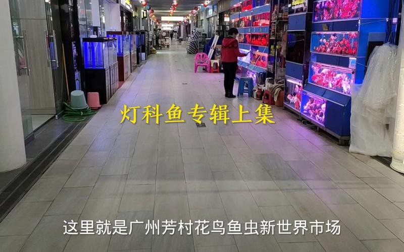 萬龍魚是什么魚圖片大全視頻