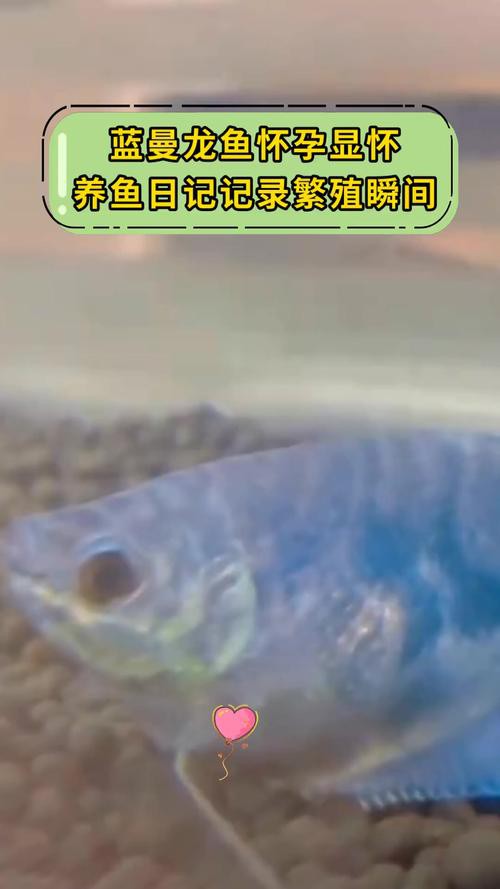 萬龍魚是什么魚圖片大全視頻
