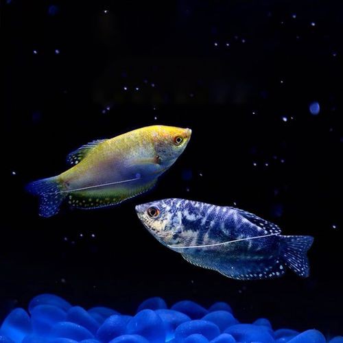 萬龍魚是什么魚圖片大全視頻