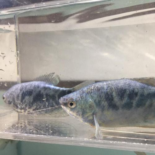萬龍魚是什么魚圖片大全視頻