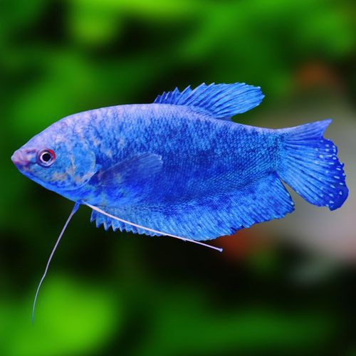 萬龍魚是什么魚圖片大全視頻