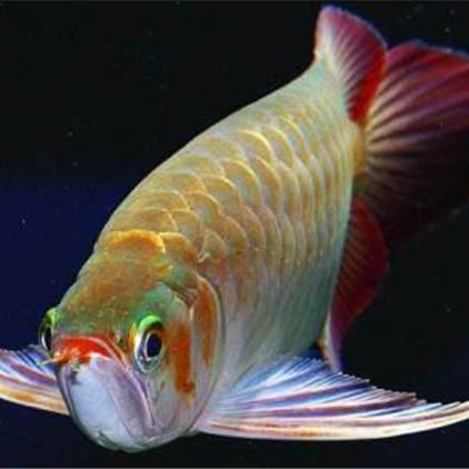 龍魚屬于什么魚類