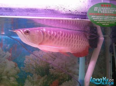 小的龍魚吃什么：小的龍魚在不同的生長階段有不同的喂食需求