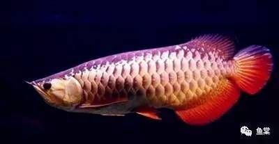 金龍魚20厘米（20厘米的過背金龍魚怎么挑選）