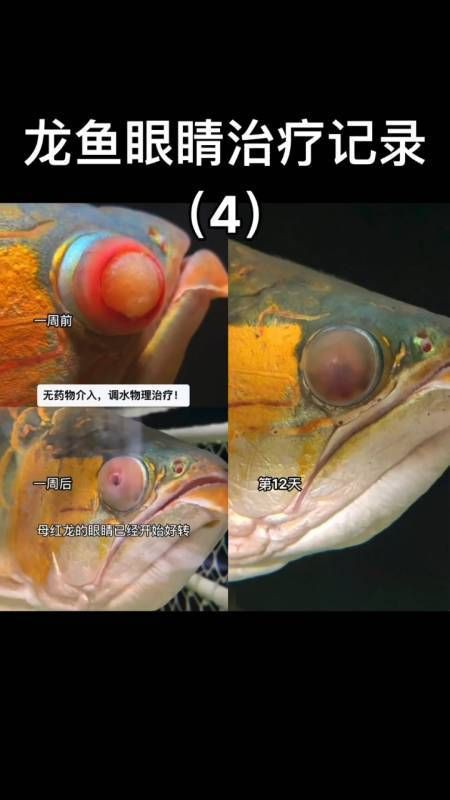 龍魚眼睛有白膜圖片