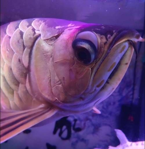龍魚眼睛有白膜圖片