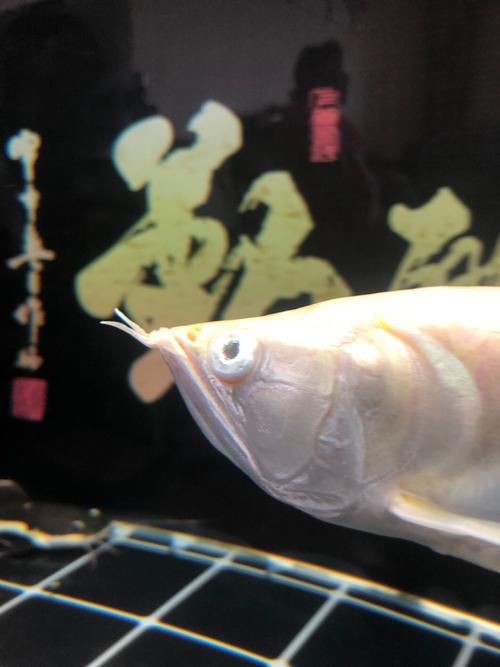 龍魚眼睛有白膜圖片