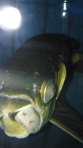 龍魚眼睛有白膜圖片