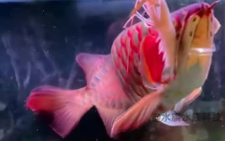 如何預防龍魚蒙眼病的發生？