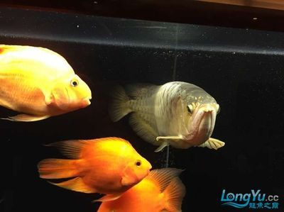 金龍魚一缸可以養幾條錦鯉：金龍魚一般養幾條錦鯉