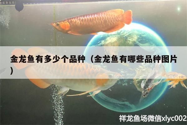 金龍魚多少種類（金龍魚品種鑒別技巧金龍魚市場價格趨勢趨勢）