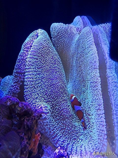 龍魚鰓蓋感染會傳染嗎？