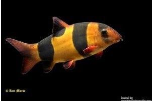 三間鼠魚(yú)苗飼料品牌推薦：三間鼠魚(yú)苗飼料哪個(gè)牌子好