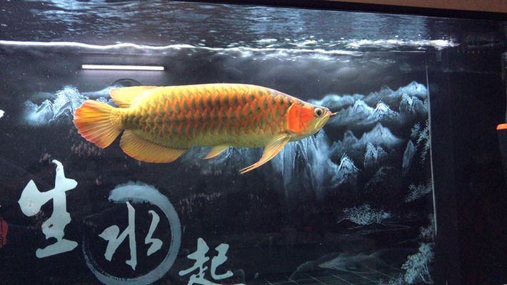 三間鼠魚(yú)苗飼料品牌推薦：三間鼠魚(yú)苗飼料哪個(gè)牌子好