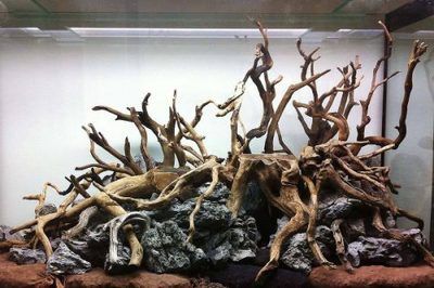 龍魚缸放沉木好還是杜鵑根好：沉木和杜鵑根哪個更好