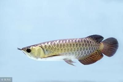 龍魚的生長速度是多少秒：如何判斷龍魚的生長速度