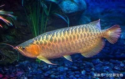 龍魚的生長速度是多少秒：如何判斷龍魚的生長速度
