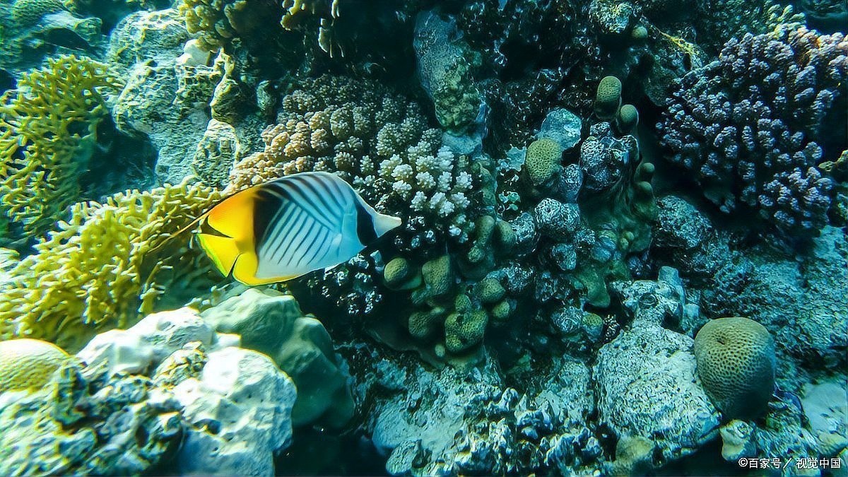 黑色的龍魚多少錢一條