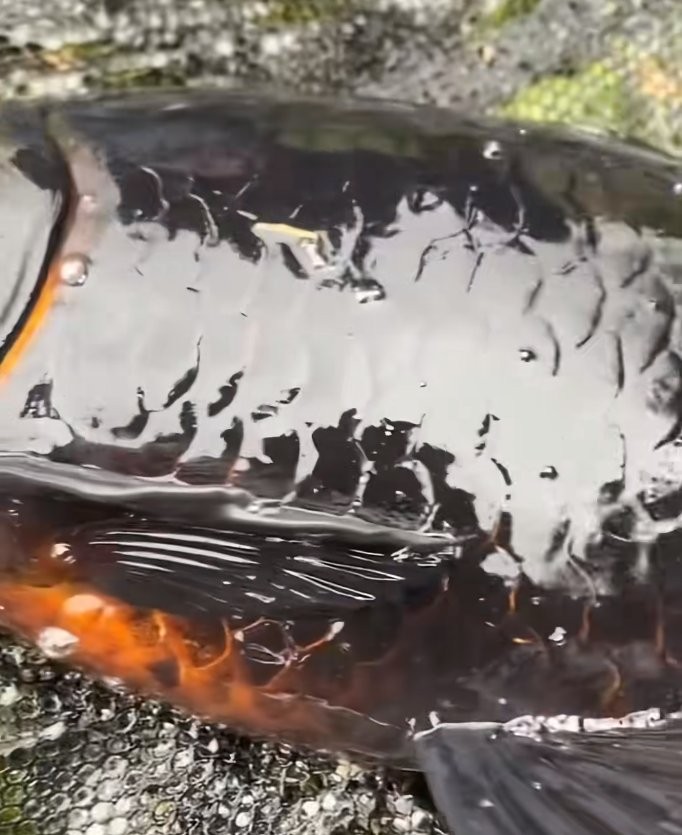 黑色的龍魚多少錢一條