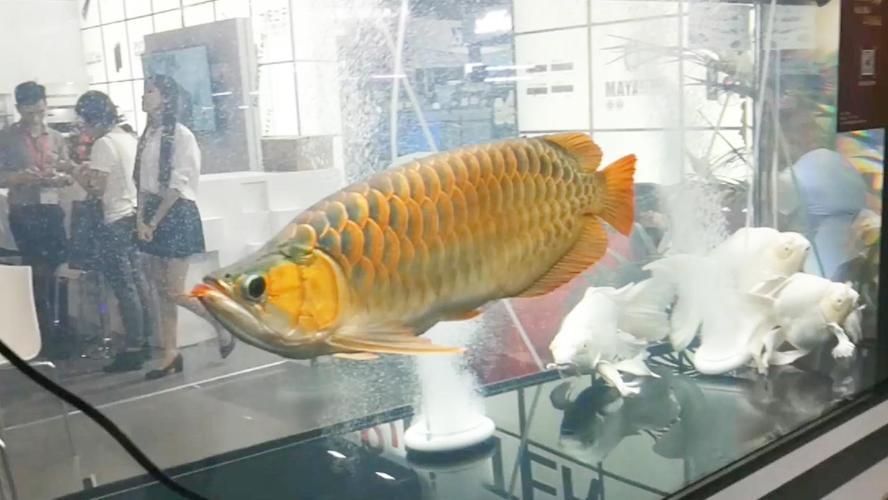 龍魚(yú)好還是蝴蝶鯉好：魚(yú)缸養(yǎng)龍魚(yú)好還是蝴蝶鯉好