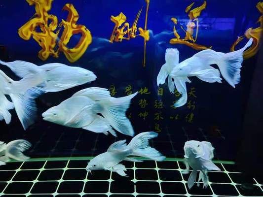 龍魚(yú)好還是蝴蝶鯉好：魚(yú)缸養(yǎng)龍魚(yú)好還是蝴蝶鯉好