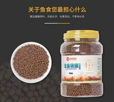 觀賞魚飼料選擇指南：觀賞魚飼料品牌推薦