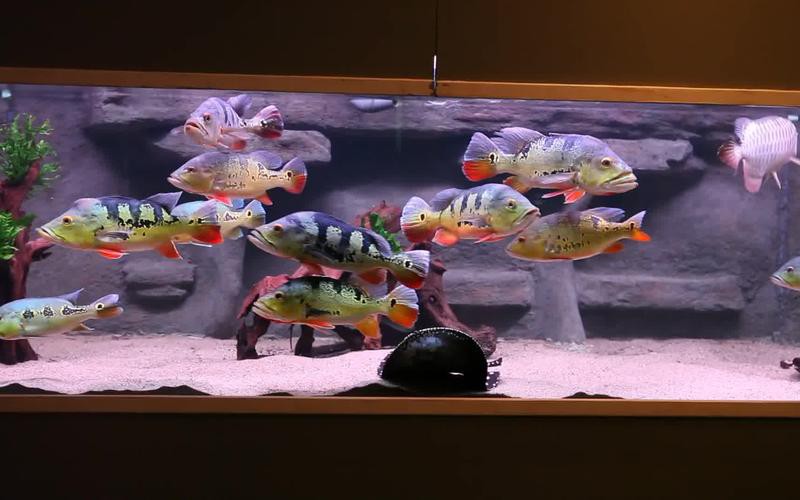 皇冠九間魚能跟龍魚混養嗎圖片