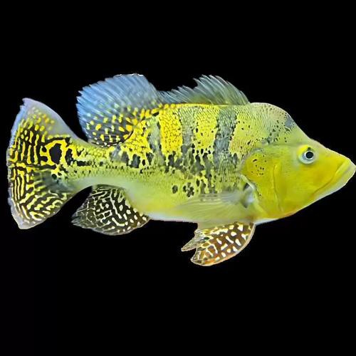 皇冠九間魚能跟龍魚混養嗎圖片
