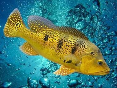 皇冠九間魚能跟龍魚混養嗎圖片