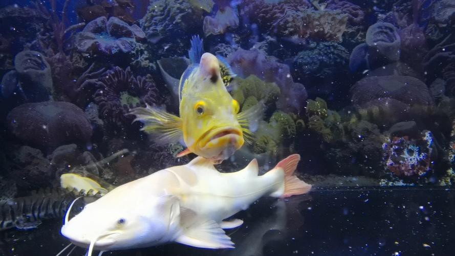 皇冠九間魚能跟龍魚混養嗎圖片