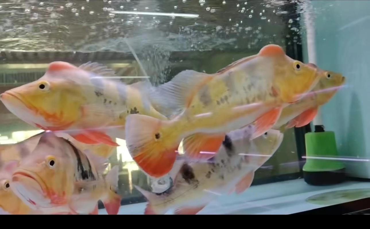 皇冠九間魚能跟龍魚混養嗎圖片