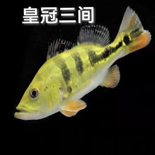 皇冠九間魚能跟龍魚混養嗎圖片