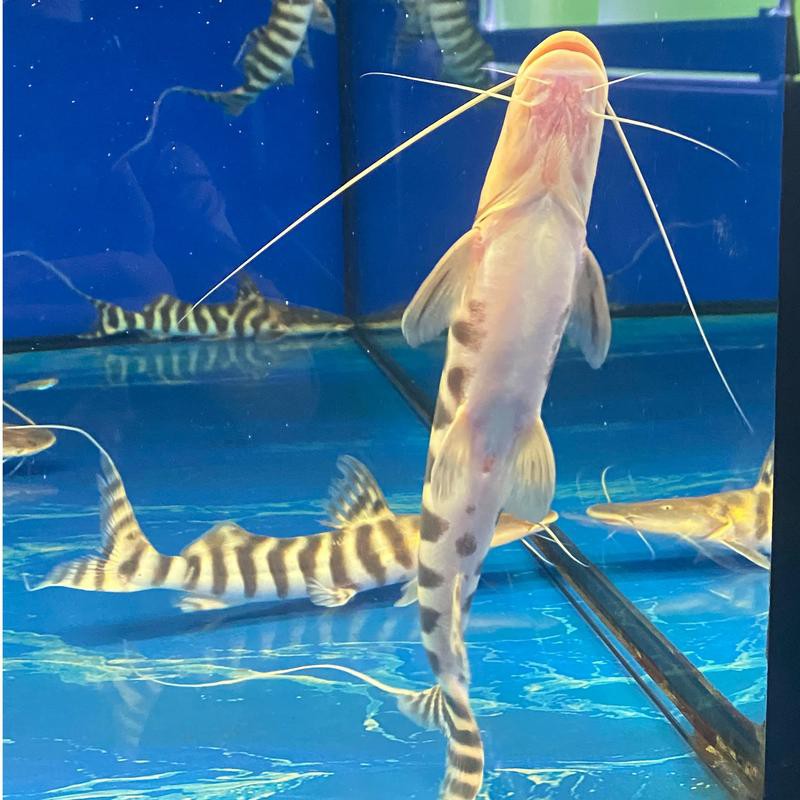 皇冠九間魚能跟龍魚混養嗎圖片