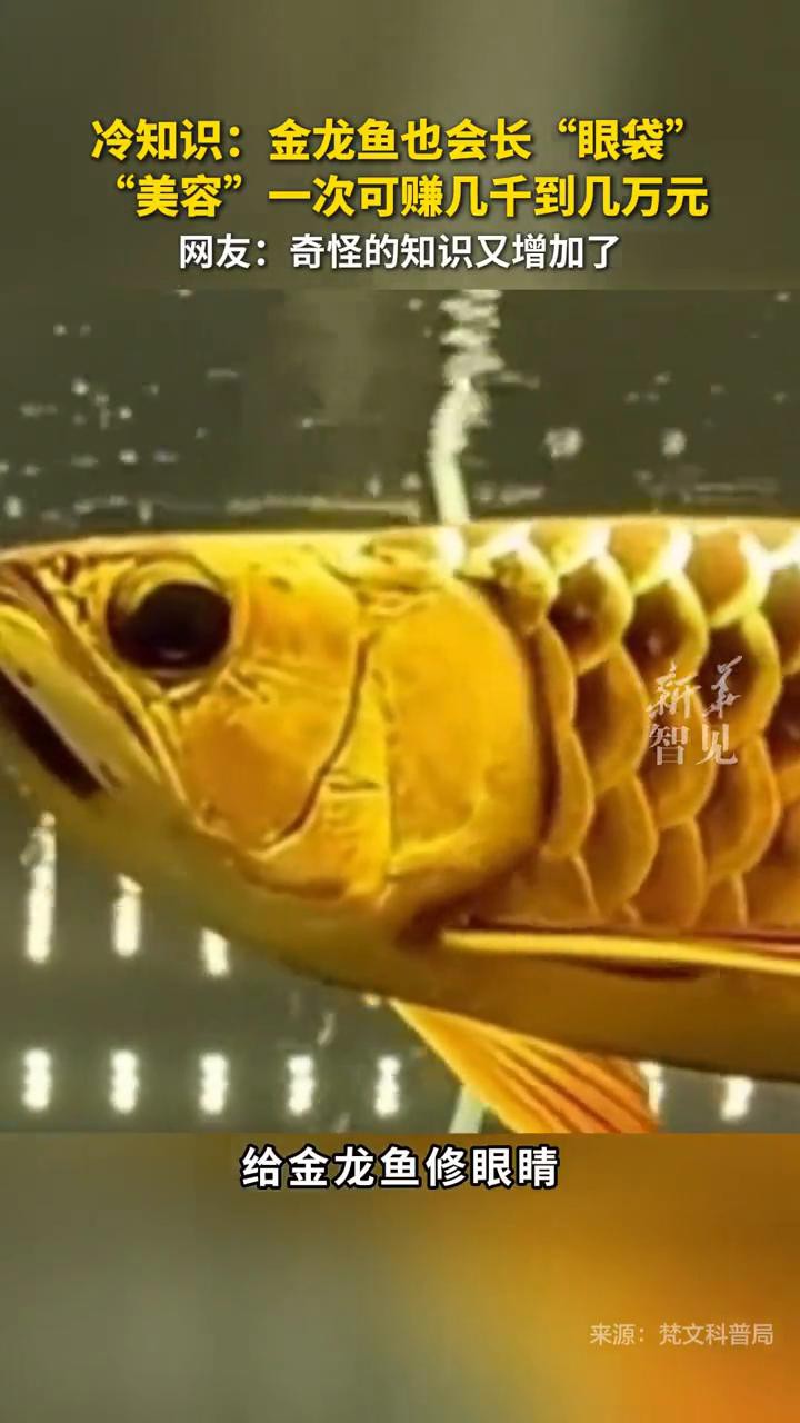 金龍魚觀賞魚市場趨勢