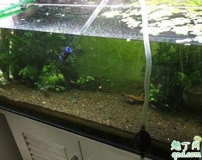 魚缸里的水有點發(fā)白是什么原因（如何改善魚缸水質(zhì)發(fā)白） 魚缸里的水有點發(fā)白是什么原因（如何改善魚缸水質(zhì)發(fā)白） 龍魚百科 第6張