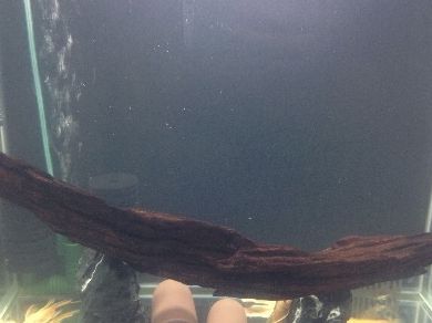 魚缸里的水有點發(fā)白是什么原因(如何改善魚缸水質(zhì)發(fā)白) 龍魚百科 第1張 魚缸里的水有點發(fā)白是什么原因(如何改善魚缸水質(zhì)發(fā)白) 魚缸里的水有點發(fā)白是什么原因(如何改善魚缸水質(zhì)發(fā)白) 龍魚百科 第1張