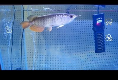 金龍魚怕燈光嗎？：金龍魚害怕燈光嗎