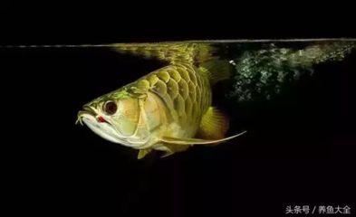 自己可以給龍魚做掉眼手術(shù)嗎：龍魚掉眼手術(shù)是一種侵入性的治療方法
