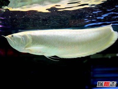 白化龍魚價格多少（白化龍魚價格-最新白龍魚價格批發報價、價格大全）