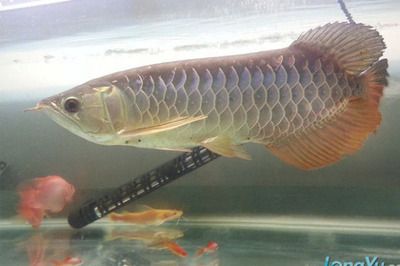 金龍魚不過背怎么辦能活嗎：過背金龍魚怎么養