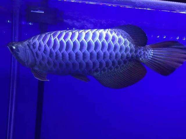 60cm缸適合養幾條龍魚？