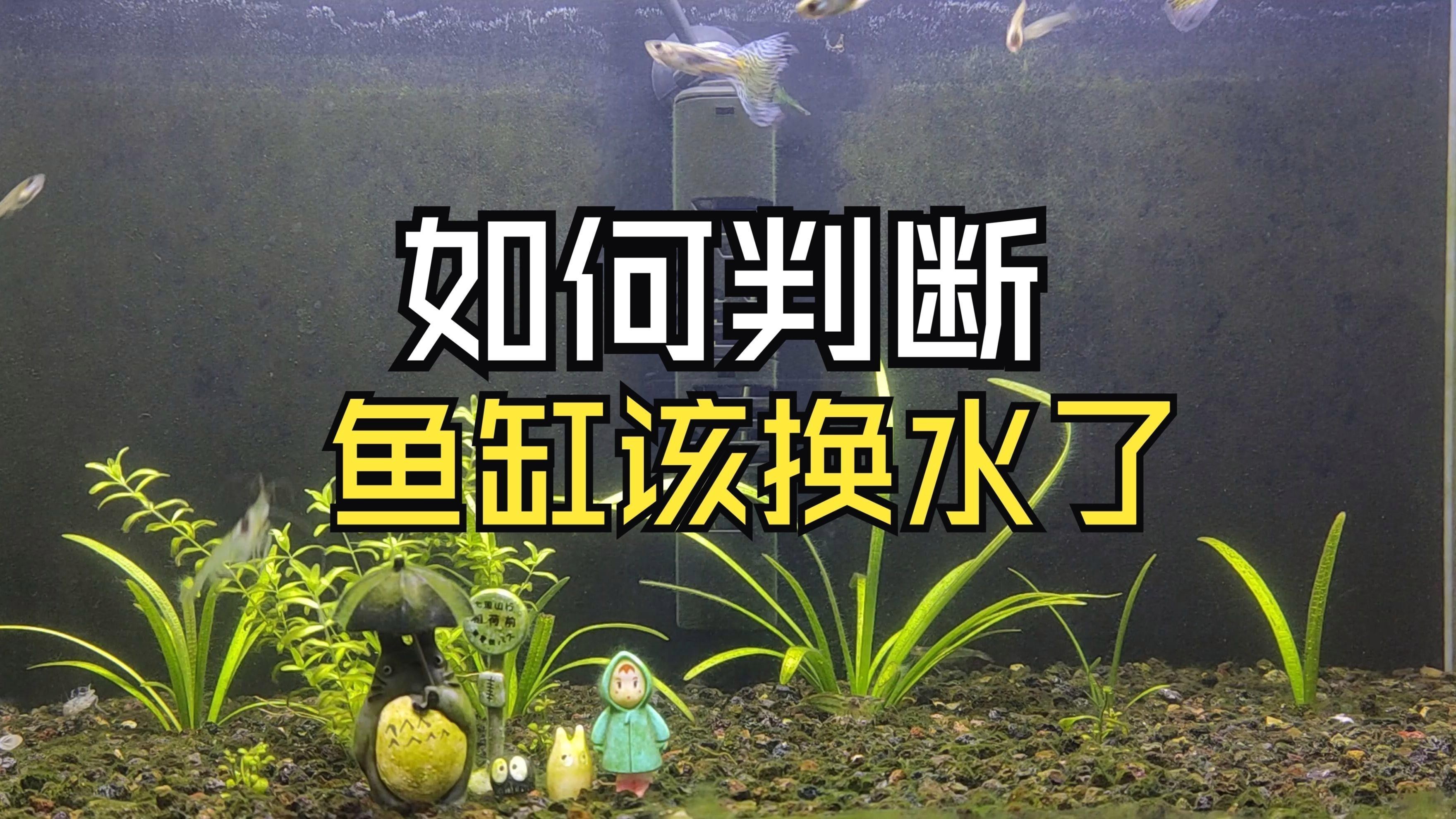 如何檢測水質是否適合換水？ 如何檢測水質是否適合換水？ 龍魚百科 第1張